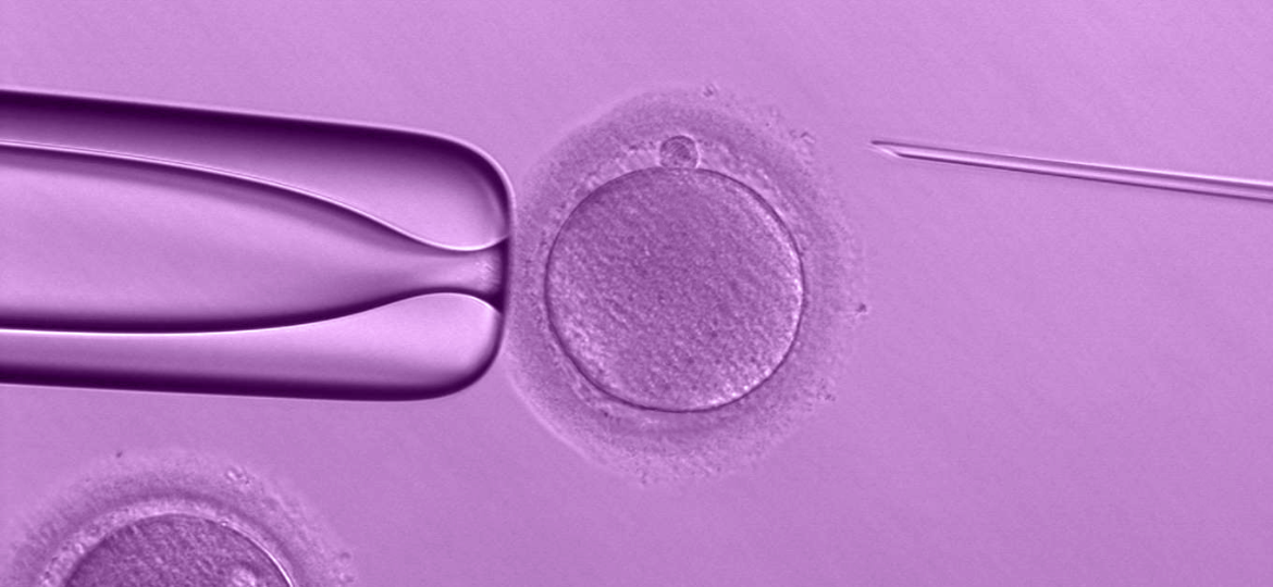 What is an Embryologist
