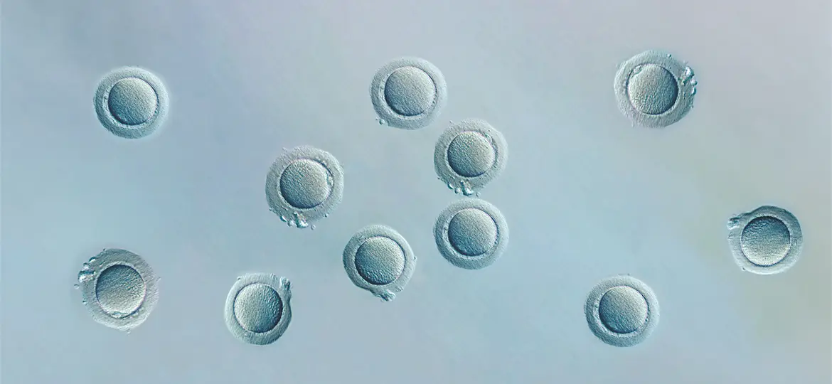 When was the first egg frozen? Ovolearning